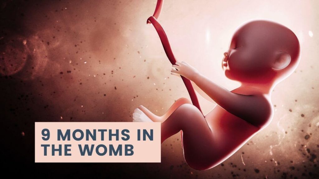 SEE THE BIOLOGY – 9 months in the womb
